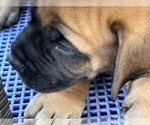 Small Photo #4 American Mastiff Puppy For Sale in ALEXANDRIA, VA, USA