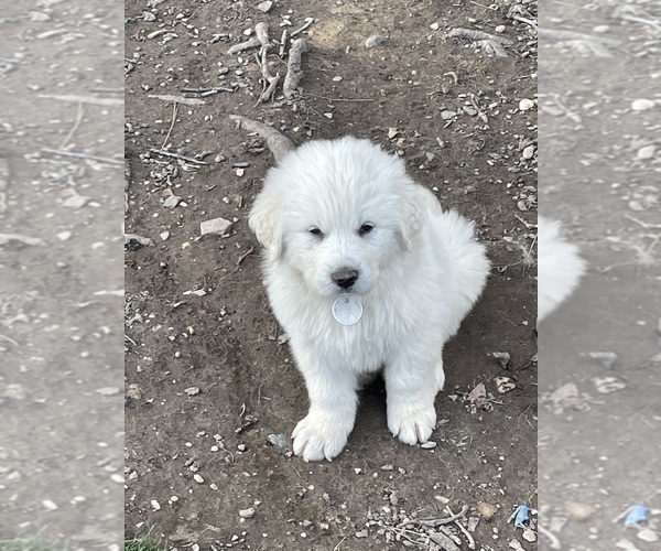 Medium Photo #1 Great Pyrenees Puppy For Sale in SEAFORD, NY, USA