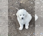 Small Photo #1 Great Pyrenees Puppy For Sale in SEAFORD, NY, USA