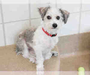 Tibetan Terrier-Unknown Mix Dogs for adoption in Derwood, MD, USA