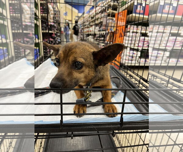 Medium Photo #2 Mutt Puppy For Sale in Pipe Creek, TX, USA