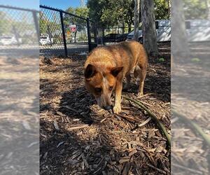 Texas Heeler-Unknown Mix Dogs for adoption in Fremont, CA, USA