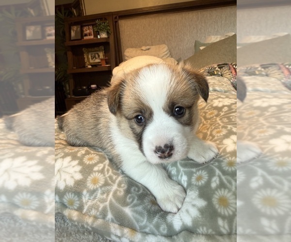 Medium Photo #15 Pembroke Welsh Corgi Puppy For Sale in GRAND RAPIDS, MI, USA