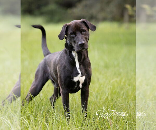 Medium Photo #2 Labrador Retriever-Unknown Mix Puppy For Sale in Tampa, FL, USA
