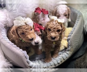 Goldendoodle (Miniature) Litter for sale in WASHINGTON, DC, USA