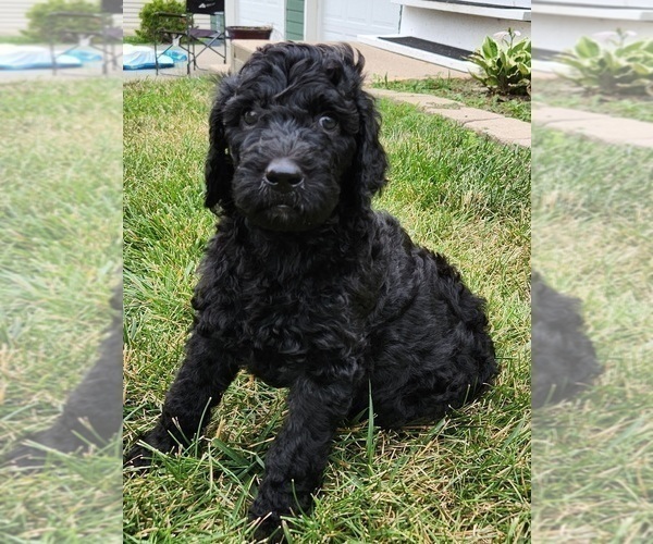 Medium Photo #6 Goldendoodle Puppy For Sale in KANSAS CITY, MO, USA