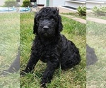 Small Photo #6 Goldendoodle Puppy For Sale in KANSAS CITY, MO, USA