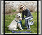 Small Photo #11 English Cream Golden Retriever Puppy For Sale in PRINCETON, WV, USA