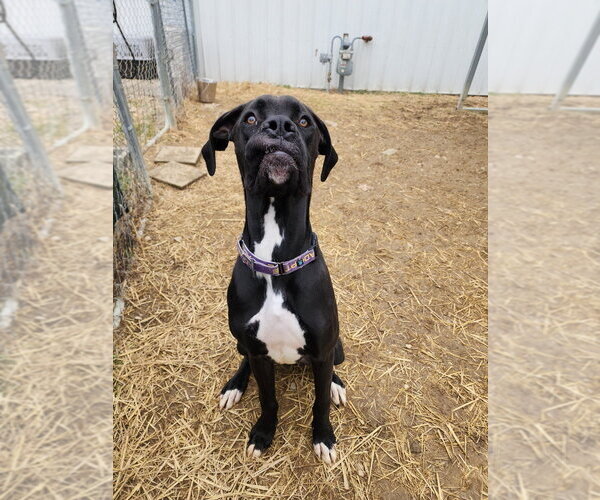 Medium Photo #1 Boxer-Great Dane Mix Puppy For Sale in Evansville, IN, USA