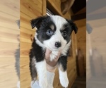 Small Photo #1 Miniature Australian Shepherd Puppy For Sale in EVERTON, AR, USA