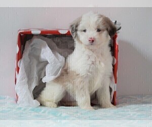 Aussiedoodle Miniature  Puppy for sale in APPLE CREEK, OH, USA