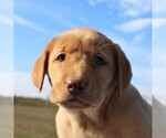 Small Photo #3 Labrador Retriever Puppy For Sale in HAGERSTOWN, MD, USA