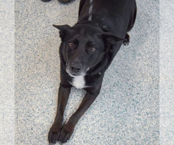 Medium Photo #4 Gerberian Shepsky Puppy For Sale in Huntley, IL, USA