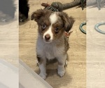 Small #12 Miniature Australian Shepherd