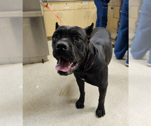Mutt Dogs for adoption in Riverside, CA, USA