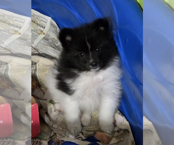 Medium Photo #1 Pomeranian Puppy For Sale in SPOTSYLVANIA, VA, USA