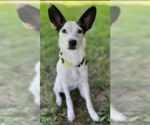 Small Chihuahua Mix
