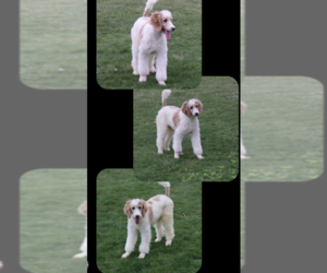Father of the Goldendoodle puppies born on 02/13/2025