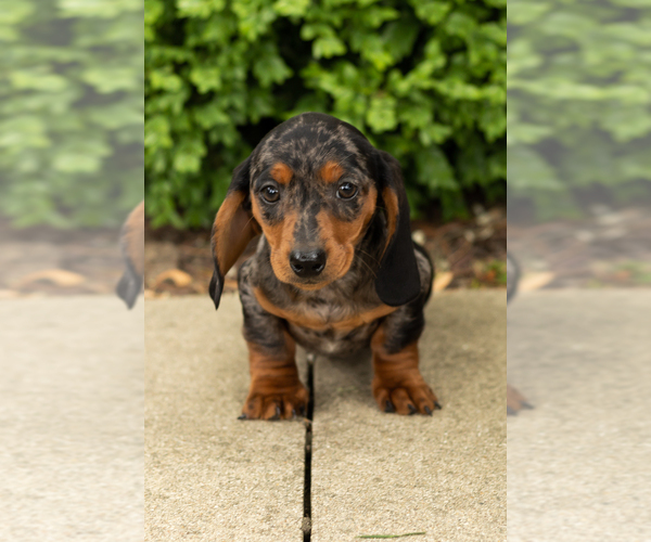 Medium Photo #7 Dachshund Puppy For Sale in BREMEN, IN, USA