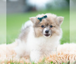 Puppy Conrad Pomeranian