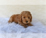 Image preview for Ad Listing. Nickname: Sammy