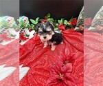 Small Photo #11 Morkie Puppy For Sale in WEST PALM BEACH, FL, USA
