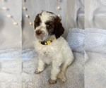 Small Photo #2 Poodle (Standard) Puppy For Sale in DUNCAN, OK, USA
