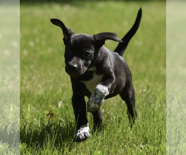 Medium Photo #3 Shepweiller Puppy For Sale in Mechanicsburg, PA, USA