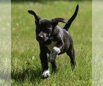 Small #2 Shepweiller