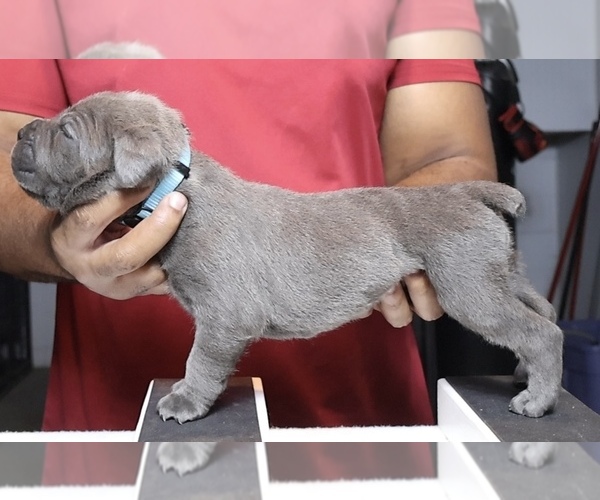 Medium Photo #8 Cane Corso Puppy For Sale in MOUNT MORRIS, MI, USA
