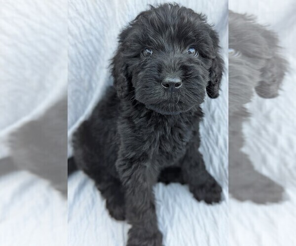 Medium Photo #8 Goldendoodle Puppy For Sale in TEMECULA, CA, USA