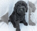 Small Photo #8 Goldendoodle Puppy For Sale in TEMECULA, CA, USA