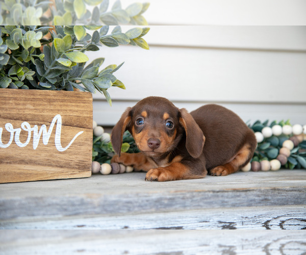 Medium Photo #4 Dachshund Puppy For Sale in NAPPANEE, IN, USA
