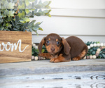 Small Photo #4 Dachshund Puppy For Sale in NAPPANEE, IN, USA