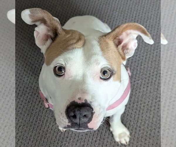 Medium Photo #7 American Pit Bull Terrier-Unknown Mix Puppy For Sale in Clarkston, MI, USA