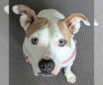 Small #6 American Pit Bull Terrier Mix