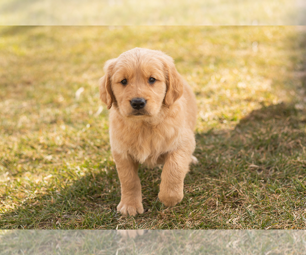 Medium Photo #2 Golden Retriever Puppy For Sale in WOLCOTTVILLE, IN, USA