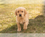 Small Photo #2 Golden Retriever Puppy For Sale in WOLCOTTVILLE, IN, USA