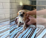 Small #2 Mutt