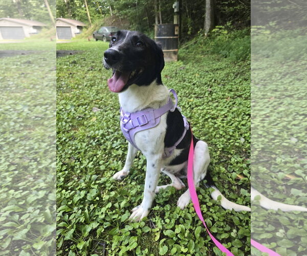 Medium Photo #2 Border Collie-Unknown Mix Puppy For Sale in Ball Ground, GA, USA