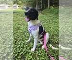 Small #1 Border Collie Mix