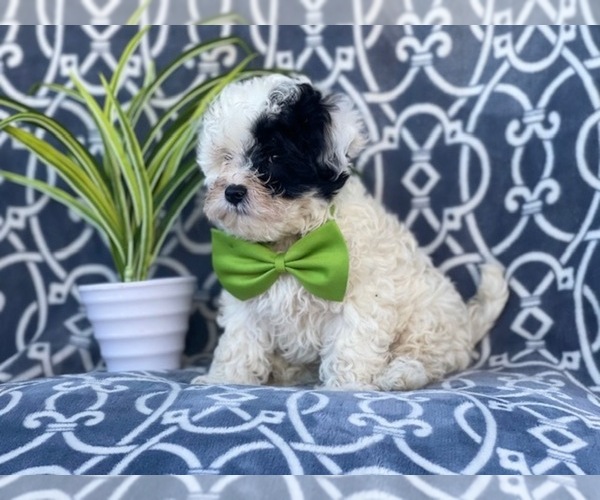 Medium Photo #3 Maltipoo Puppy For Sale in LAKELAND, FL, USA