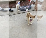 Small Photo #21 Shiba Inu Puppy For Sale in RIO RANCHO, NM, USA
