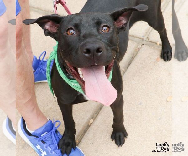 Medium Photo #7 Labrador Retriever-Unknown Mix Puppy For Sale in Washington, DC, USA