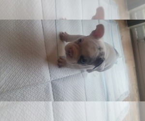French Bulldog Puppy for sale in LAUREL, MD, USA