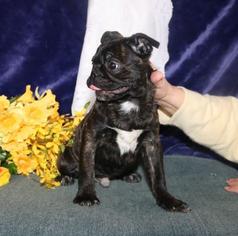 Buggs Puppy for sale in NEW HOLLAND, PA, USA