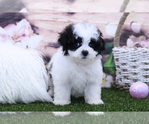 Poochon Puppy for sale in MARIETTA, GA, USA