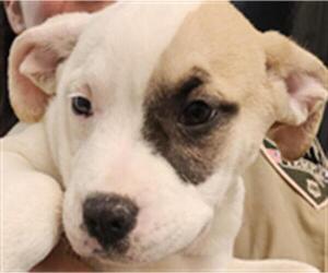Labrador Retriever-Unknown Mix Dogs for adoption in Temple, TX, USA