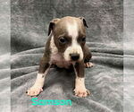 Small #2 American Pit Bull Terrier