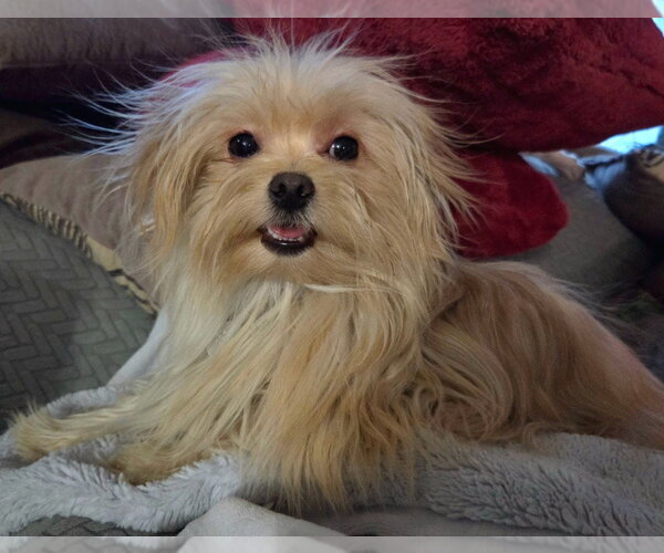 Medium Photo #2 Maltese-Unknown Mix Puppy For Sale in Salt Lake City, UT, USA